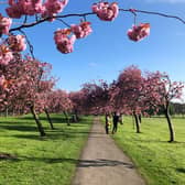 The Stray Cherry Blossoms in Harrogate.