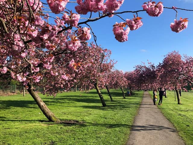 The Stray Cherry Blossoms in Harrogate.