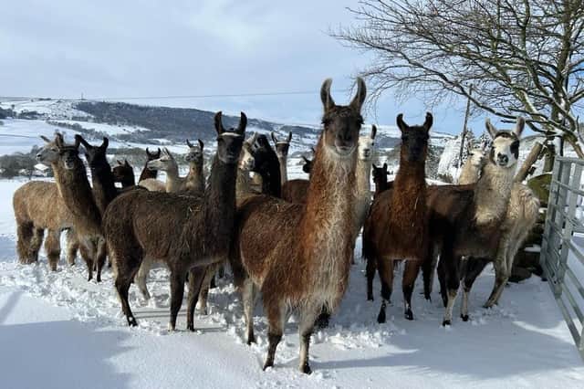 15 photographs of the Nidderdale Llama enjoying the snow