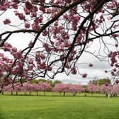 The cherry tree blossom in full bloom on The Stray, Harrogate - Harrogate Civic Society is calling on North Yorkshire Council not to support the registering of the Stray as common land. (Picture Gerard Binks)