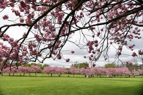 The cherry tree blossom in full bloom on The Stray, Harrogate - Harrogate Civic Society is calling on North Yorkshire Council not to support the registering of the Stray as common land. (Picture Gerard Binks)