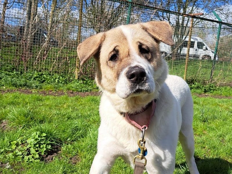 Ice is a six-year-old Akita Crossbreed who is a sweet girl that came to the centre with her three puppies after their needs were not getting met. Ice is quite a lost soul and is desperate for some stability from a loving family. She would love a family that will love her unconditionally and show her how much fun there is to be had. Ice will need experienced owners who will help her overcome her insecurities and bring out the best in her. Ice is a really lovely girl who will make someone the most wonderful pet if only they give her chance to shine.