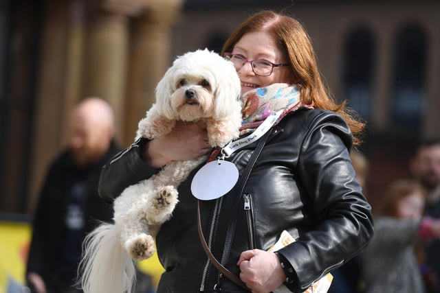 Pictured are dogs being judged in the ring.