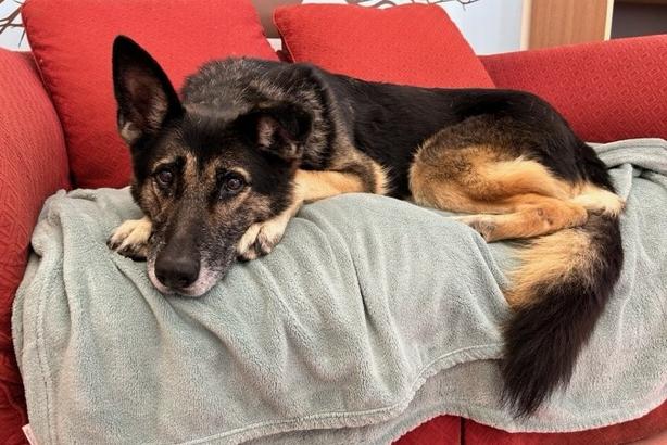 Queenie is a 11-year-old German Shepherd who came to the centre via inspectors after her previous owner was not meeting her needs. Queenie is such a sweet, gentle and kind older lady who enjoys the quiet life. She is just looking for a home with a comfy sofa that she can snooze on and a family who will shower her with love. She has had a tough life up to now so it now time for her to chill and enjoy the rest of her years with her special family.