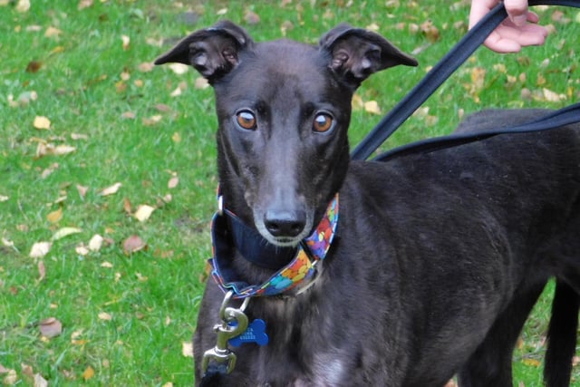 Dora is a four-year-old Greyhound who is a fantastic girl and loves nothing more than sitting with you and getting lots of cuddles. Dora is a happy active girl who is slowly getting used to a world outside of racing. She has so much making up to do for lost time with a special family who will give her all the TLC that she craves.