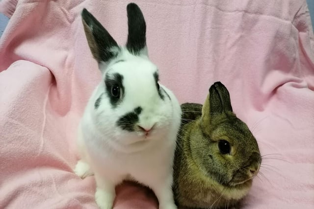 Lilly and Elle are a pair of female rabbits who came to the centre as their previous owner could sadly no longer keep them. They are sweet but shy girls so will need a nice quiet home with adopters who will help them with their shyness.