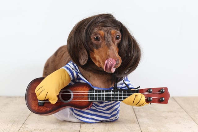 Pictured! A Dachshund dressed as a musician.