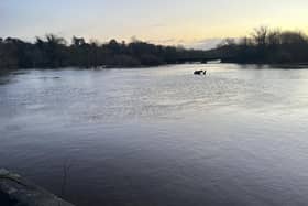 The horse statue in the flooded River Ure