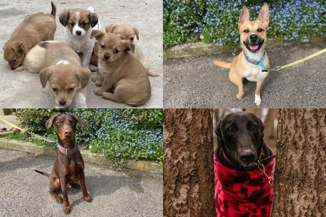 We take a look at 17 dogs available for adoption and looking for their forever home at the RSPCA York, Harrogate and District branch