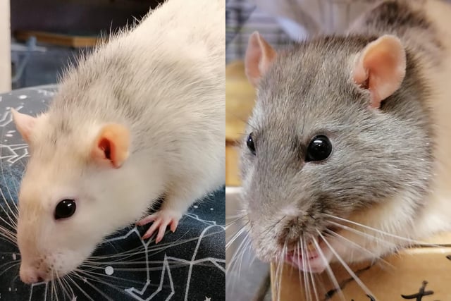 Del and RJ are rats who are sweet boys that came to the centre via an inspector after their needs were not getting met. Once they are out of their cage they are friendly but they can be a bit protective when they are in their cage. They could live with experienced children aged 13 years and over.