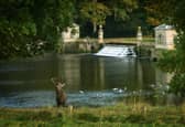 Rutting season for deer on the Studley Royal estate
