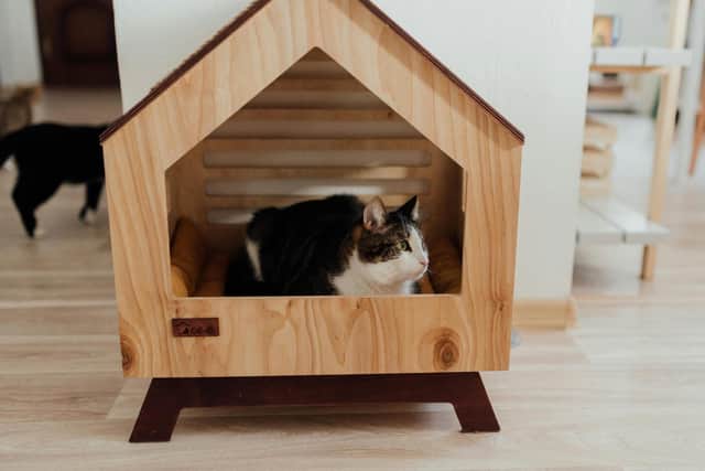 Many cat owners assume they can leave for their pet for longer than they actually can - Animal News Agency