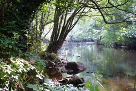 The Woodland Trust is to launch a new £165,000 project to revamp paths at the beautiful woods Nidd Gorge in Harrogate. (Picture WTML)