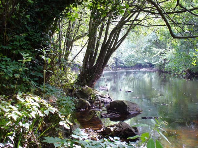 The Woodland Trust is to launch a new £165,000 project to revamp paths at the beautiful woods Nidd Gorge in Harrogate. (Picture WTML)