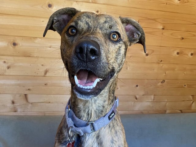 Buster is a two-year-old Lurcher who is a lovely boy that came to the centre as sadly his previous owner became unwell and could no longer keep him. Buster is a young, active and happy go lucky kind of guy who just lives life to the max. He has the most amazing smile and can make you smile no matter what kind of day you are having. Buster will make the family lucky enough to adopt him a really wonderful friend.