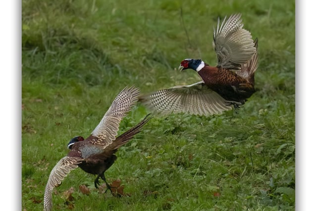 Pictured: Two male red-necked pheasants playfully fighting.
