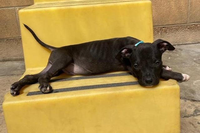 Daffy is a ten-week-old Bully Crossbreed who came to the centre via an inspector after he was found with his brothers and sisters living in terrible and unsuitable conditions. Daffy is very resilient and is now looking to a future filled with lots of love and many adventures with his new family.