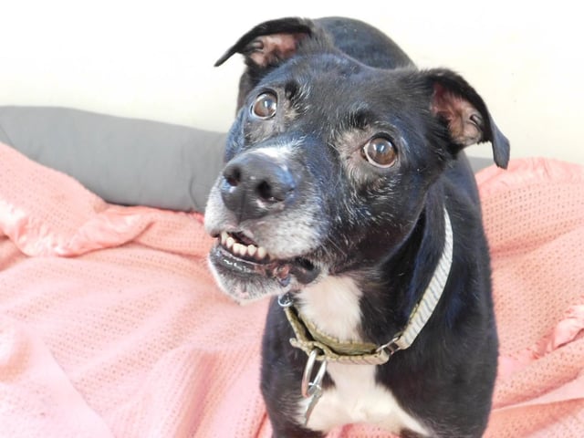 Dave is a five-year-old Lurcher who has had a very tough life before coming to the centre and he now deserves to find a loving family who will cherish him and show him the joys of life. Dave loves his snuggles and appreciates all the fuss, TLC and attention that he is currently getting at the centre. All he wants is to love a new family and be loved by a family of his very own.