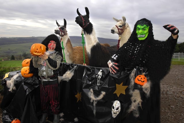 The Nidderdale Llamas taking part in some spooky Halloween fun in 2009