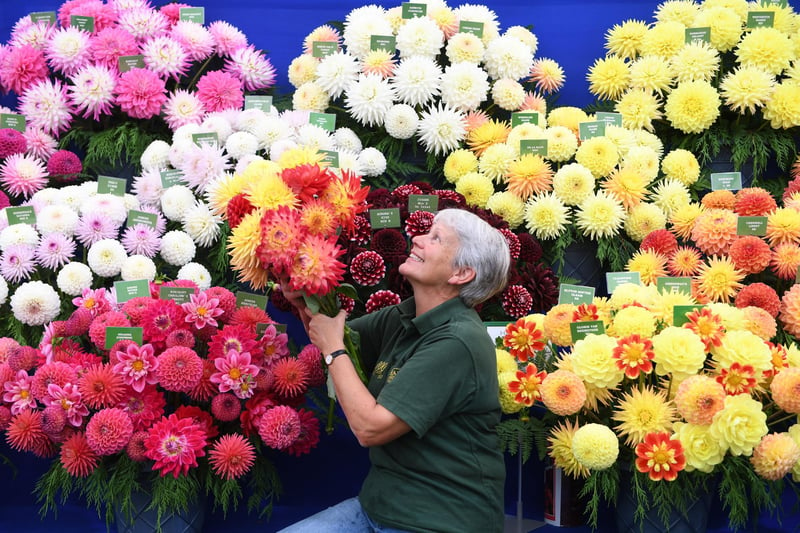 Maxine Hall from Halls of Heddon with the flowers at her stall in the Grand Floral Pavilion
