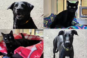 We take a look at 18 dogs and cats available for adoption and looking for their forever home at the RSPCA York, Harrogate and District branch