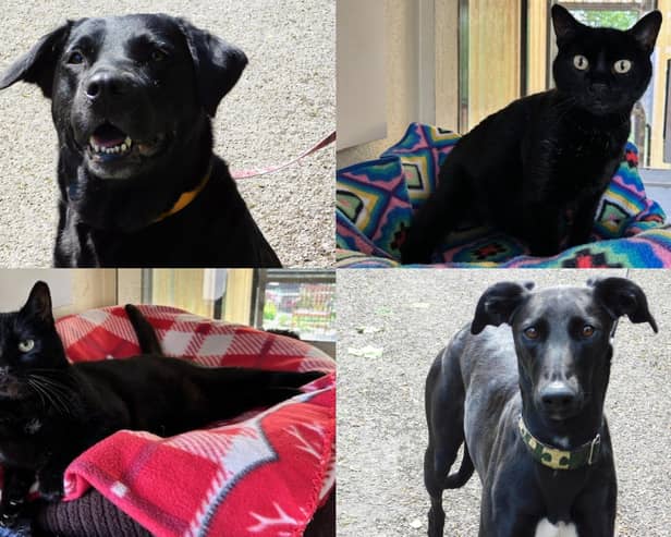 We take a look at 18 dogs and cats available for adoption and looking for their forever home at the RSPCA York, Harrogate and District branch