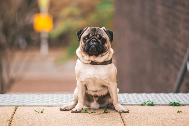 Pugs are one of the oldest breeds of dog and their history can be traced back to 400BC China. They are full of character and playful with lots of energy, making them a popular dog for families, with or without children.