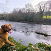Spring can pose a number of hazards for our dogs - Animal News Agency