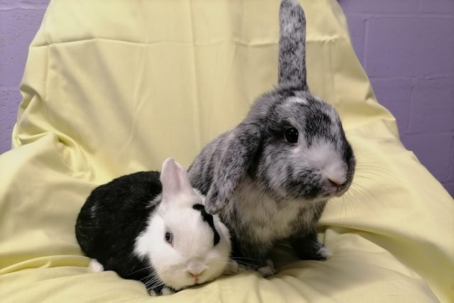 Forest and Magenta are a pair of female rabbits who are sweet girls and can be a little shy when meeting new people. However once they are happily settled, they are lovely girls who will make great pets. They love their vegetable treat time and come running when they hear us dishing it up.