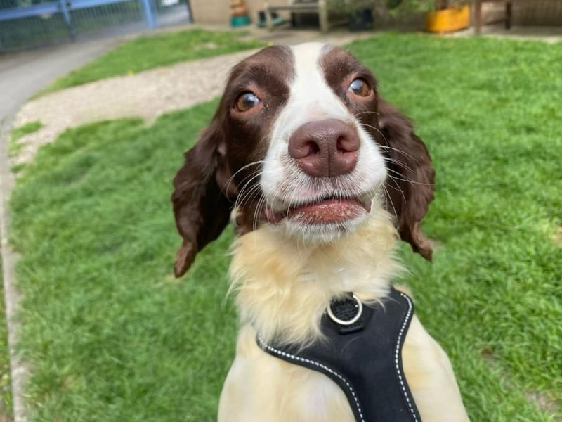 Megan is a two-year-old Springer Spaniel who came to the centre via an inspector after being found living in the most appalling conditions. When she arrived at the centre, her coat was covered in urine, faeces and lots of matts, but she has now started on her road to recovery. She has grown up in a multi dog household and sadly had no experience of the outside world. Megan is coming on great but things must be taken slowly as to not overwhelm her, as everything is a little bit scary at the moment. She will need understanding adopters who will give her the time, patience and love she needs to adjust to living in a family home.