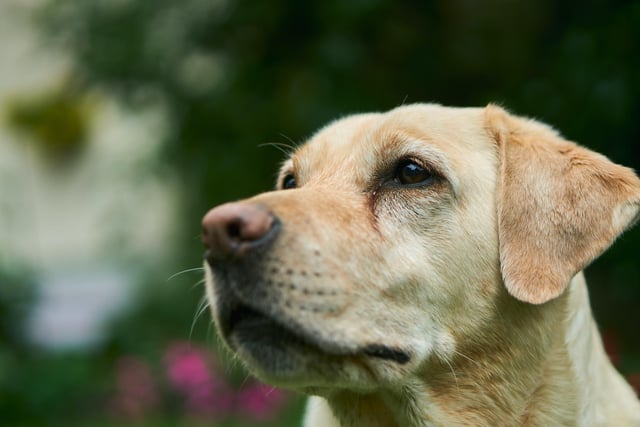 The sweet-faced, lovable Labrador Retriever is Harrogate's most popular dog breed. Labradors are friendly, outgoing and high-spirited companions who have more than enough affection to go around.