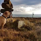 International Dog Day - Rosco the dog enjoying the outdoor glories of Nidderdale AONB.
