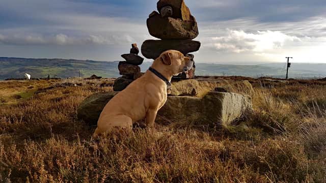 International Dog Day - Rosco the dog enjoying the outdoor glories of Nidderdale AONB.