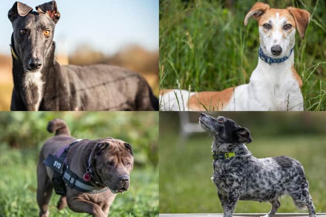 Some of the dogslooking for their forever home at Saving Yorkshire's Dogs