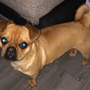 Buddy, an 18-month-old Pug Chihuahua Mix, has been missing from Harrogate since Friday afternoon