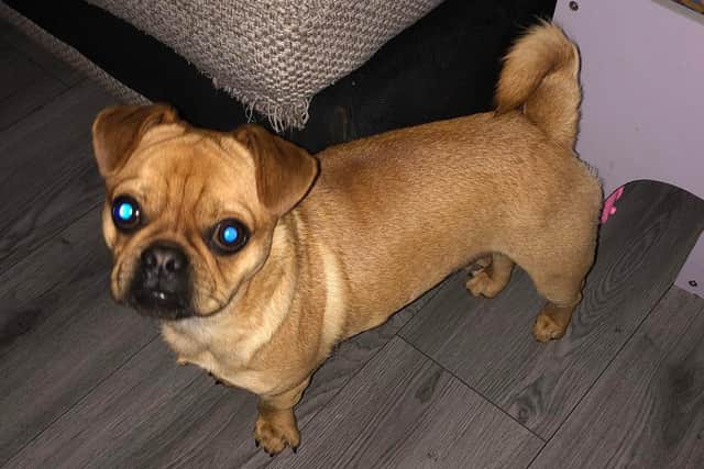 Buddy, an 18-month-old Pug Chihuahua Mix, has been missing from Harrogate since Friday afternoon