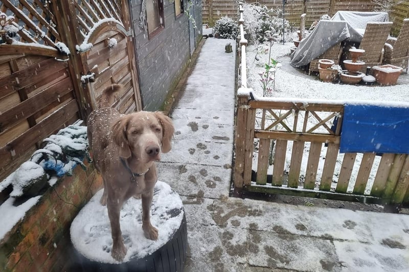 A dog enjoying the snow in the back garden