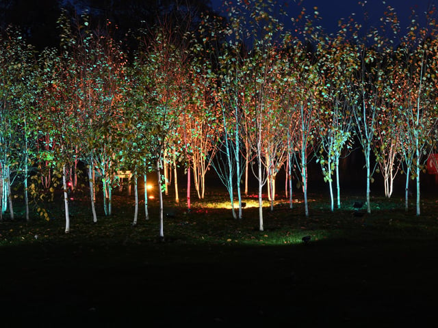 Winter illuminations at RHS Harlow Carr.