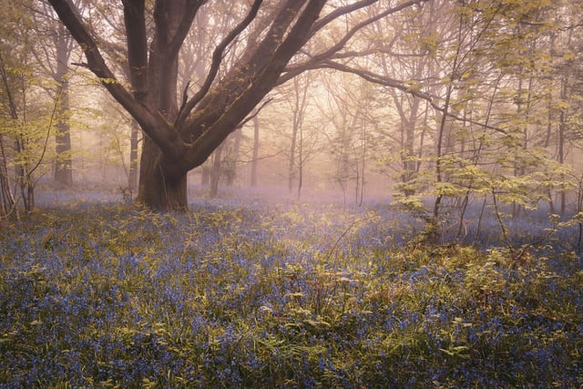 An image shot in spring during the bluebell season also capturing a soft atmosphere.