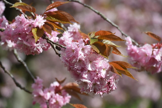 The cherry blossom trees in full bloom looking pretty on the Stray in Harrogate