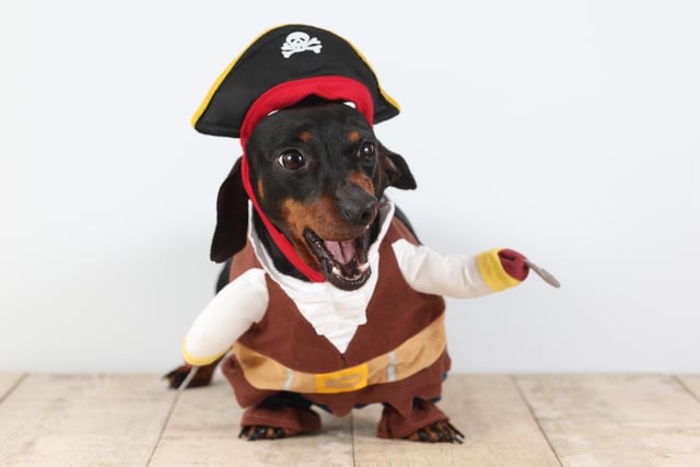 Pictured: A Dachshund dressed in a pirate costume.