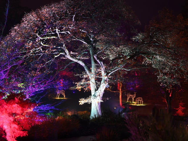 Winter illuminations have returned to RHS Harlow Carr.