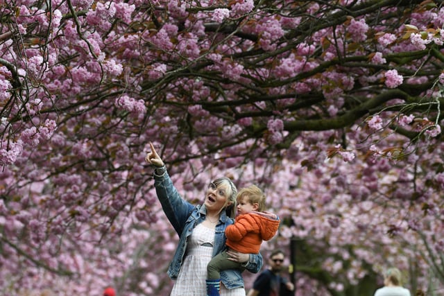 Freddie Pepper (aged two) and his mum Sally Wetherhill looking at the cherry blossom trees in full bloom on the Stray