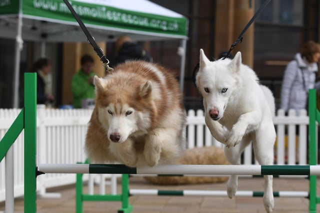 Husky dogs Stark and Skye take on the jumps together.