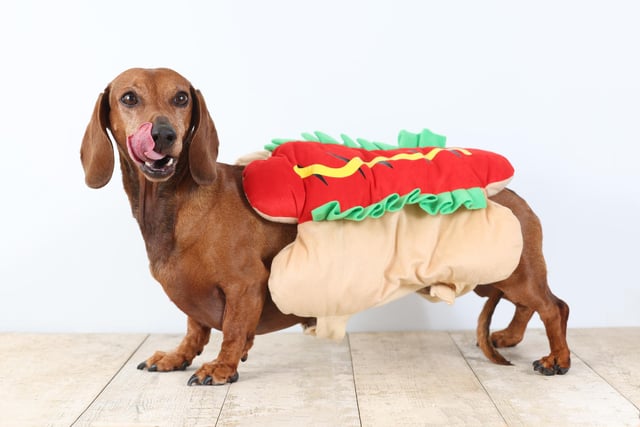 Pictured: A Dachshund fittingly dressed in a hotdog costume.