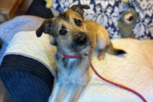 Hedgehog is a 14-month-old Crossbreed who is a sweet but shy boy that came to the centre via an inspector. Once Hedgehog gets to know you, he is a super friendly lad who can bring a smile to your face in an instance .He has missed out on so much as a youngster so lacks in confidence in new and different places, but he is eager to learn and soon builds bonds with his people who he relies on to keep him safe. Hedgehog has so much love and life to offer, he is loyal, loving and kind and will make a fantastic addition to the family.