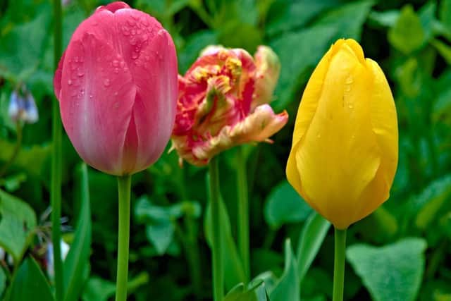 Vibrant tulips in bloom at Constable Burton Hall & Gardens' annual Tulip Festival