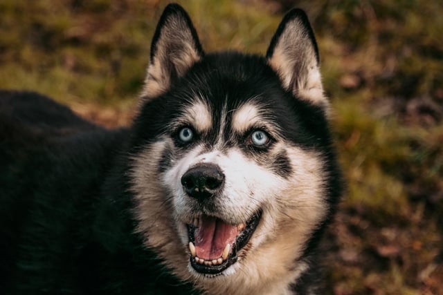 Tyler is a ten-year-old Husky cross who came to the centre via an inspector as his previous owner became unwell and could no longer keep him. Tyler will need an experienced owner as he does have some complex needs. He is a very friendly but an independent dog who likes to be with you and get a fuss but will also take himself off for some alone time.