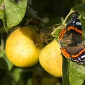 Red Admiral butterfly on some apples.