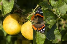 Red Admiral butterfly on some apples.